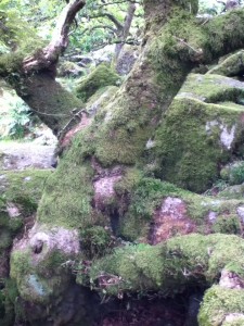 Wistman's Wood ancient trees